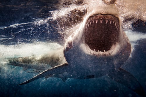 Turista lucha por su vida tras ataque de tiburón en Tobago