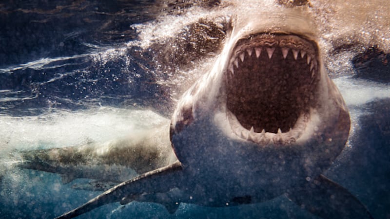Turista lucha por su vida tras ataque de tiburón en Tobago