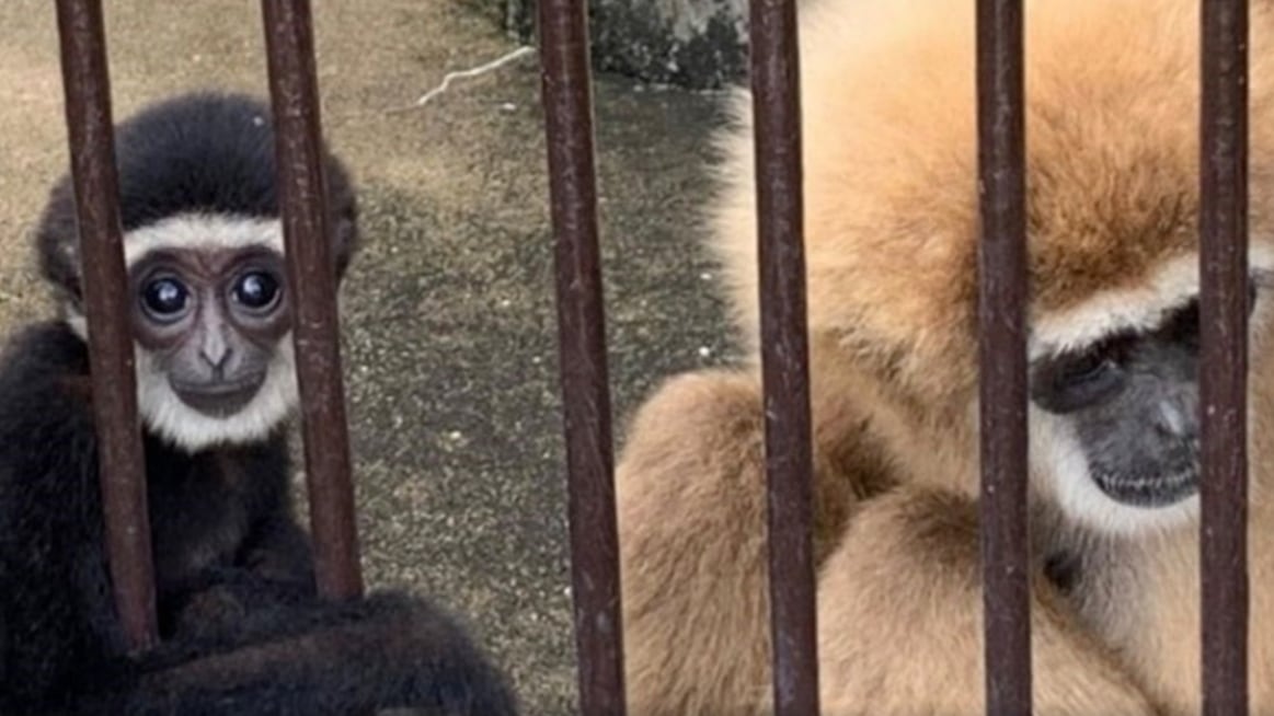 Resuelven el misterio de una mona que quedó embarazada viviendo sola.