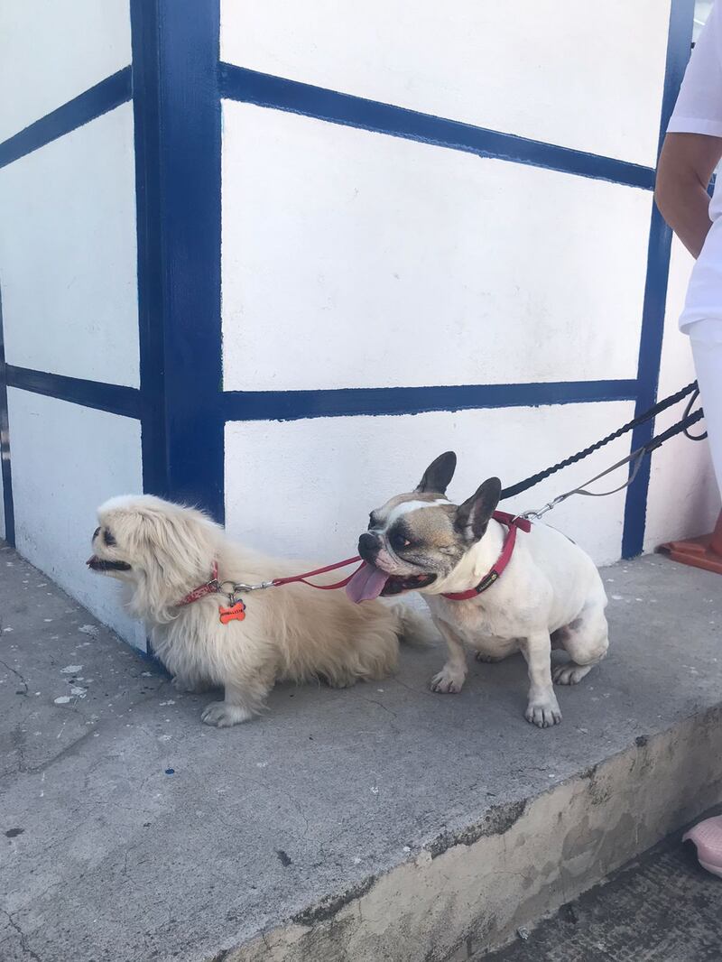 No permitieron ingresar con perros al Colegio San Gabriel