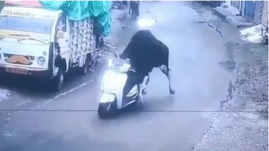 Un toro se ‘roba’ una motocicleta y todo queda grabado