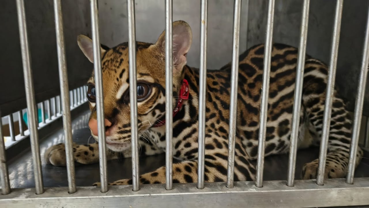 Rescatan un tigrillo durante allanamiento en El Coca; un hombre fue procesado por presunto delito contra la fauna silvestre