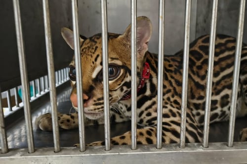 Rescatan un tigrillo durante allanamiento en El Coca; un hombre fue procesado por presunto delito contra la fauna silvestre