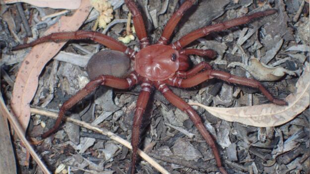Rara especie de araña encontrada en Australia