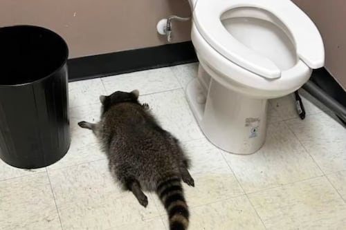 VIDEO: Mapache se emborrachó en una licorería y así quedó