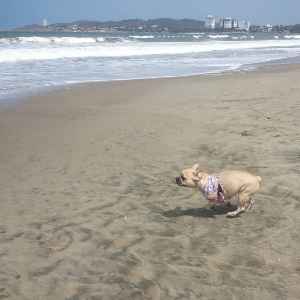 El lado ‘petfriendly’ de Salinas encanta a los turistas Metro Ecuador