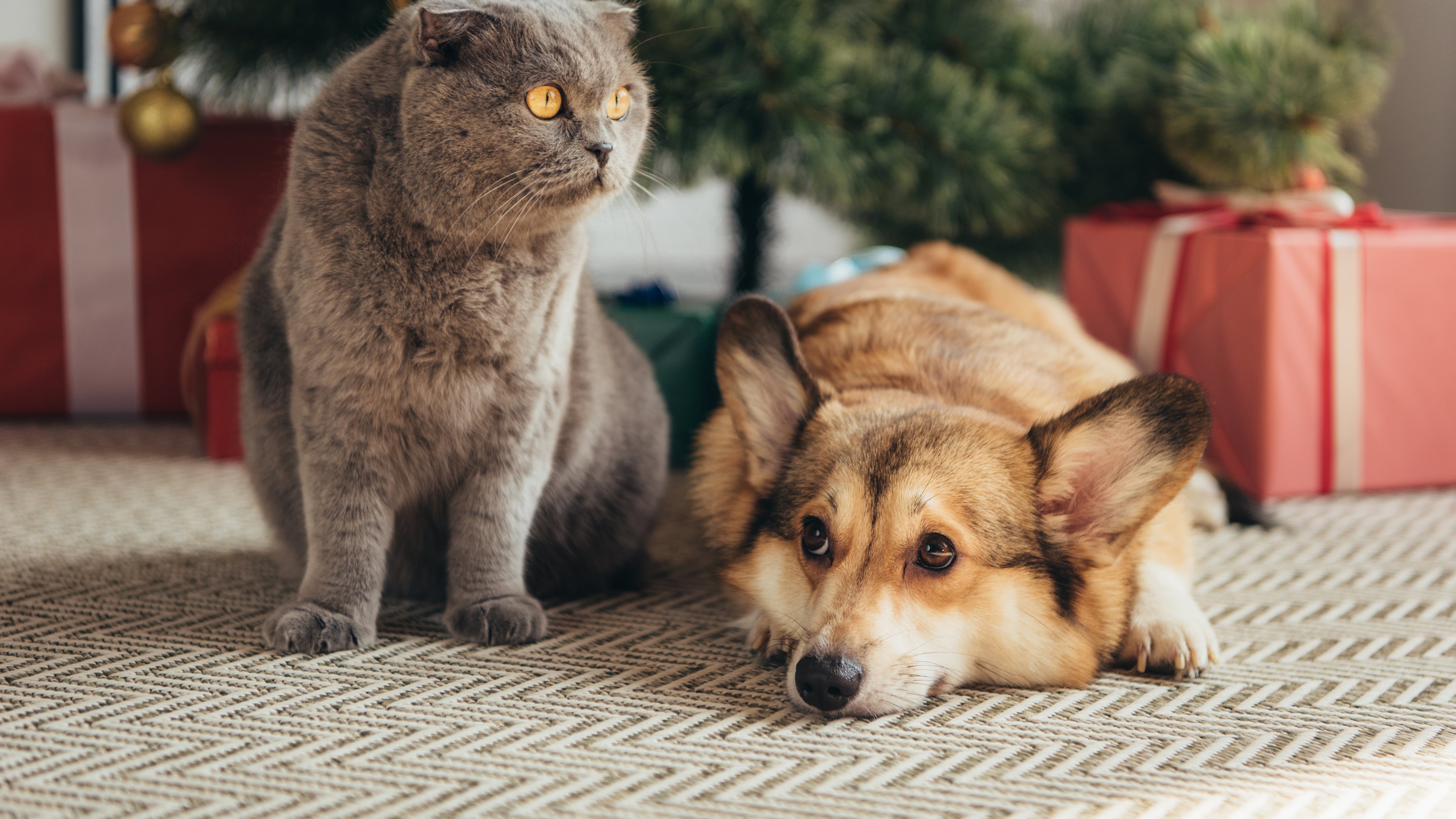 Fiestas seguras: consejos veterinarios para mascotas ante la pirotecnia
