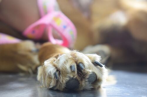 Venta ilegal de perros, un mal difícil de controlar en Ecuador