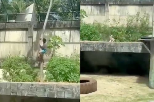 VIDEO: Hombre muere tras escalar muro y entrar a jaula de leona