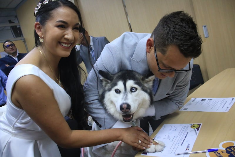 bodas Pet Friendly Ecuador
