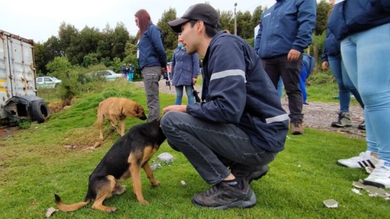 Animales rescatados en el barrio Divino Niño