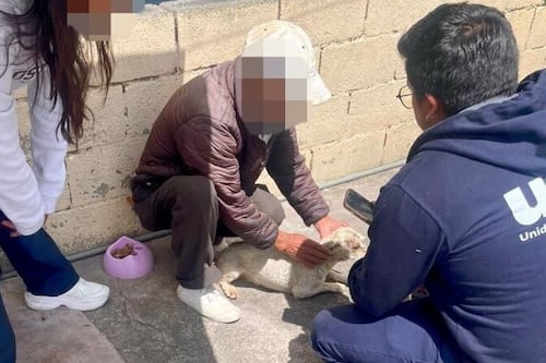 El castigo que recibió el hombre que golpeaba a cinco perros en Quito