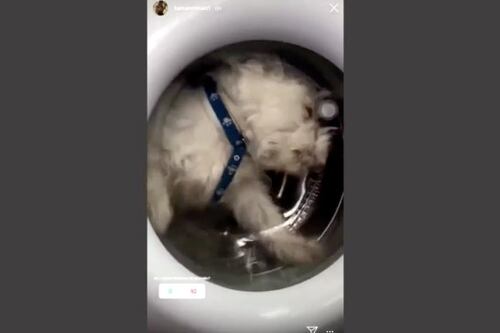 “No son tu juguete”: metió a su perrito a la lavadora para ganar seguidores en Instagram pero se ganó el odio de las redes sociales
