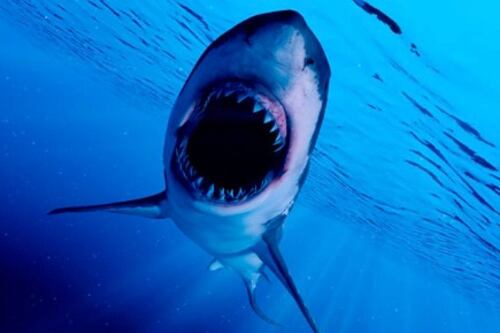 Ataque de tiburón deja gravemente herida a una niña de 9 años en EE. UU