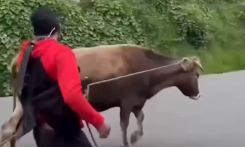 robo de vaca