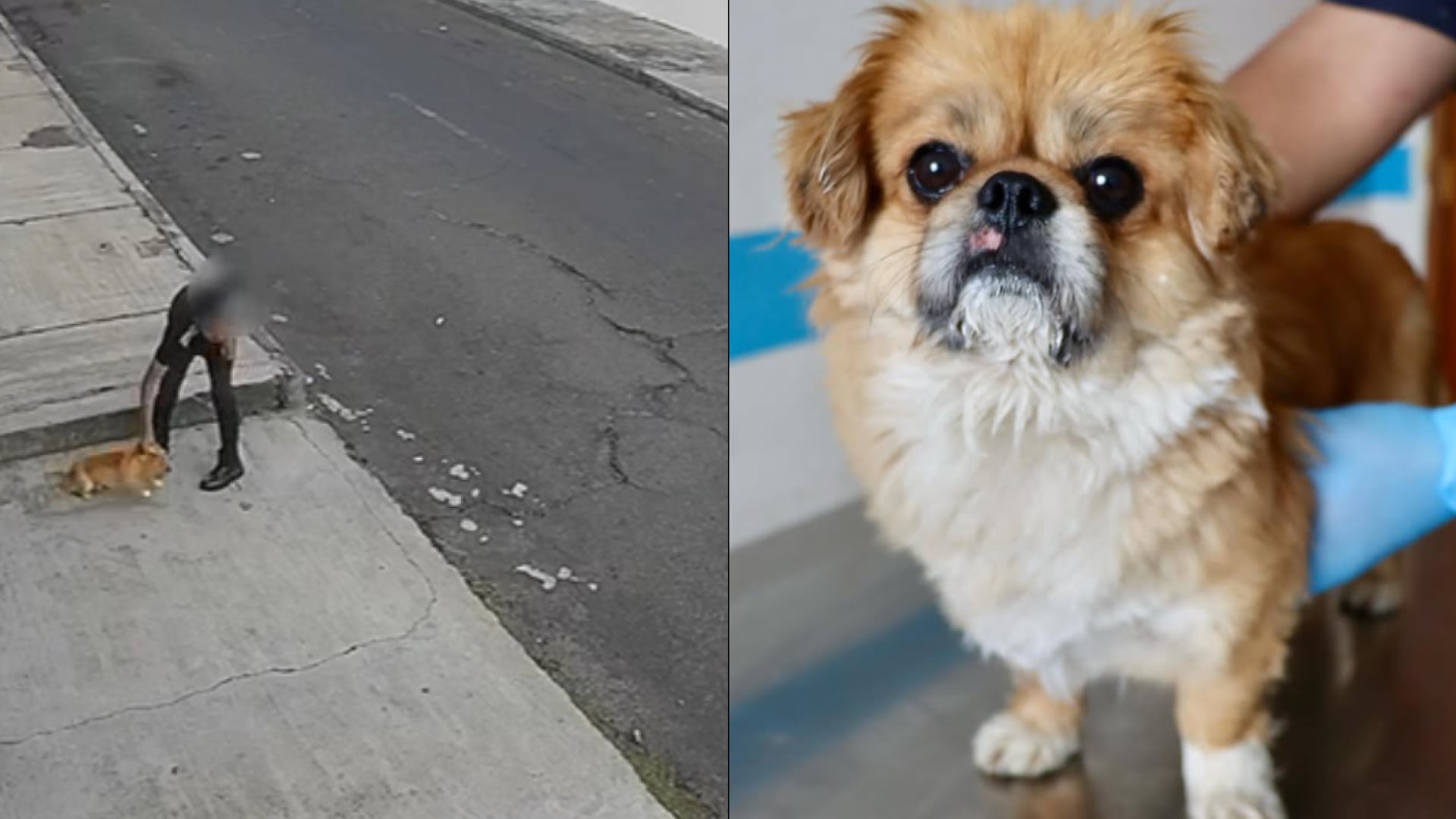 Indignación en Quito por caso de crueldad animal: rescatan a perro golpeado en el norte de la ciudad