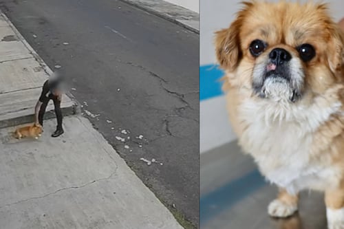 Hombre que agredió a perro Leonel sería la pareja de la dueña: Enfrenta dos sanciones en Quito