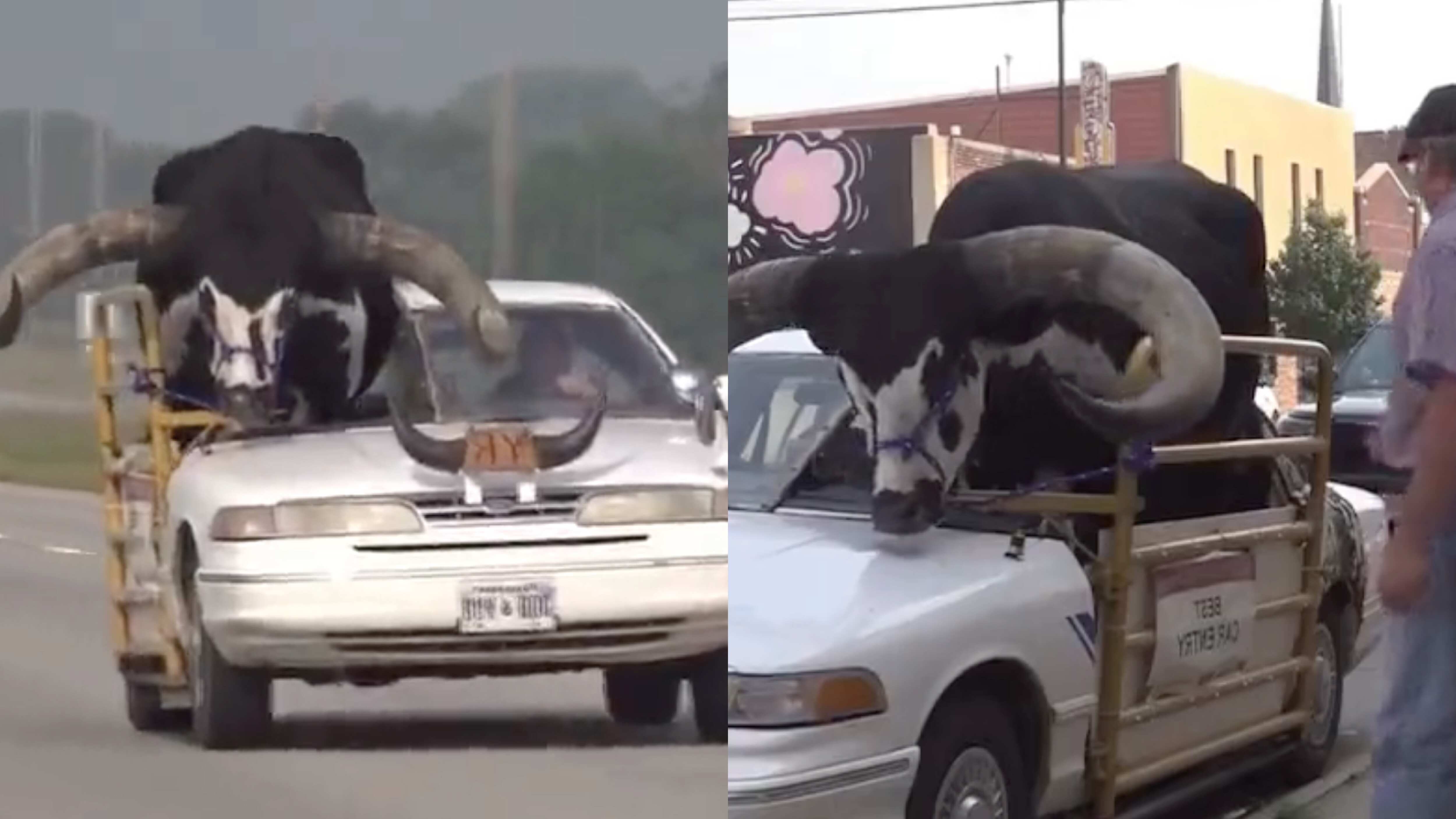¡Y no es nuestro lindo Ecuador! Un hombre conducía con un enorme toro en su vehículo