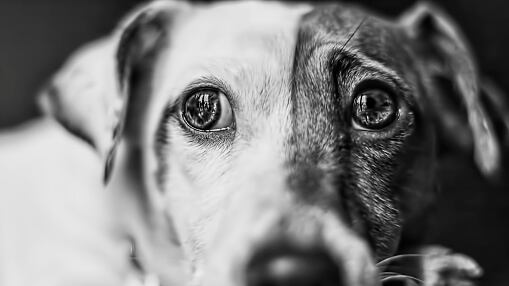 Animalitos afectados por el aluvión en La Gasca