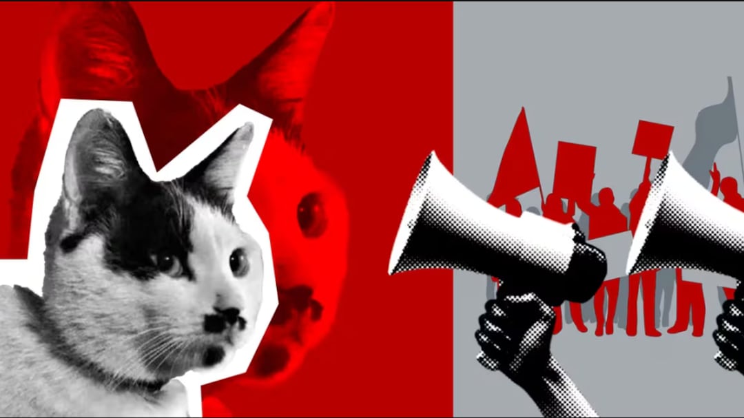 ‘Cow Cat’, en contra del abuso y la tortura de gatos en China