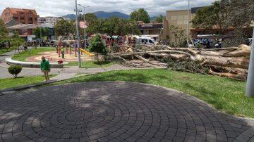 Niños mueren tras caída de árbol en parque