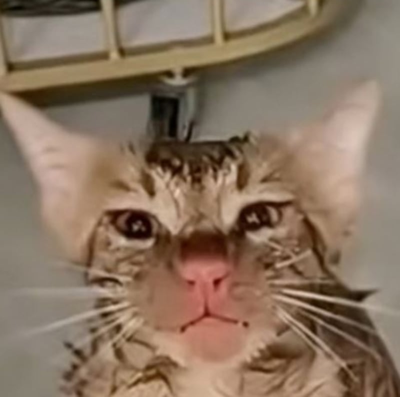 Gato sobrevive tras quedar atrapado en una lavadora en China