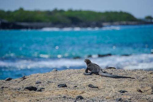 Evalúan reabrir al turismo una isla de las Galápagos tras control negativo de gripe aviar