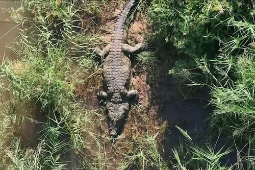 Lo que encontraron dentro de un cocodrilo gigante podría resolver la desaparición de un empresario