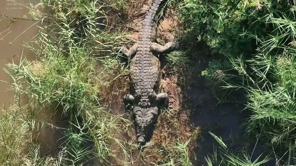 El aterrador hallazgo dentro de un cocodrilo tras una desaparición en Sudáfrica
