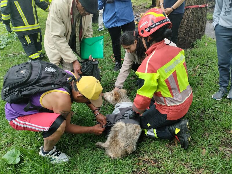 El final feliz de un perrito que cayó en una quebrada en el sur de Quito