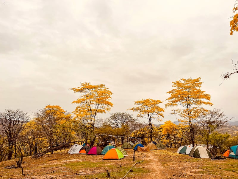 Florecimiento de los guayacanes, Zapotillo 2026
