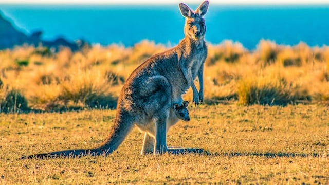 En Australia hay entre 40 y 60 millones de canguros.