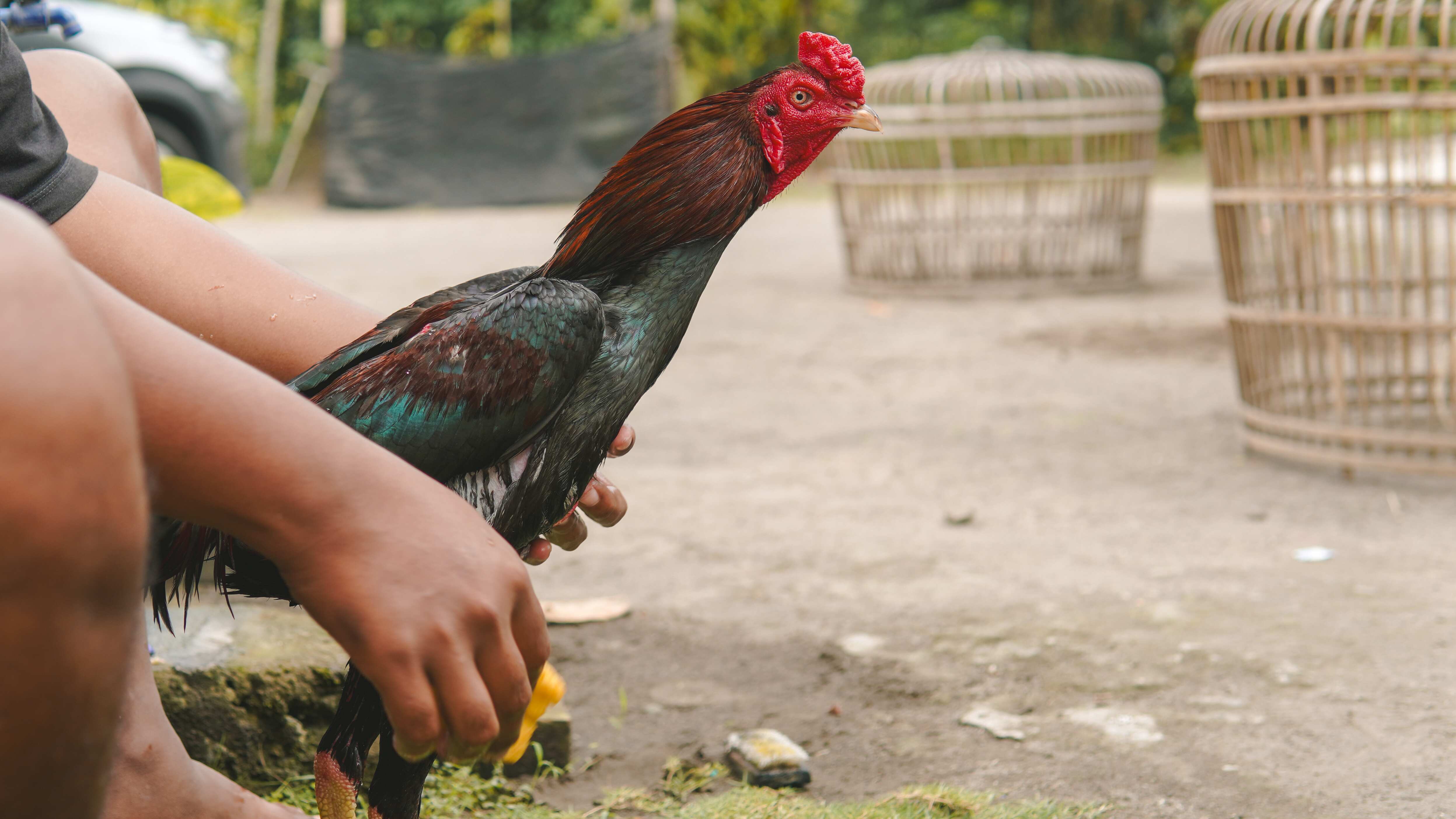 El hombre murió en Perú tras ser atacado por su propio gallo
