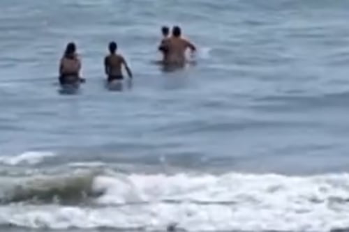 Bañistas se paniquearon al presenciar un delfín en playa de Manabí