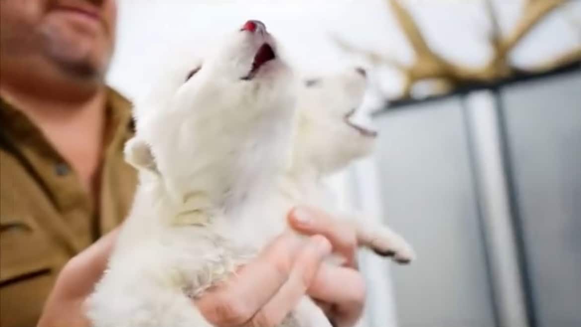 ¡El lobo terrible ha vuelto!
Colossal Biosciences revive una especie extinta hace más de 10 mil años. Rómulo y Remo son los primeros de su clase.