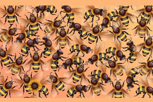 Descubre tu coeficiente intelectual al encontrar en tiempo récord el girasol
