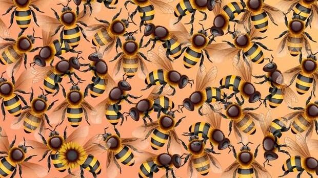 Encuentra el girasol oculto.