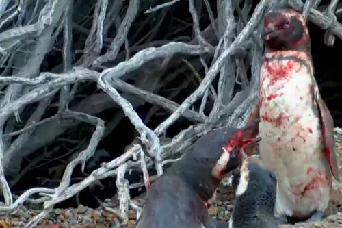Video: Pingüinos pelean brutalmente después de descubrir infidelidad