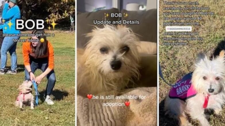 El amor que tienen los perritos para repartir es insuperable