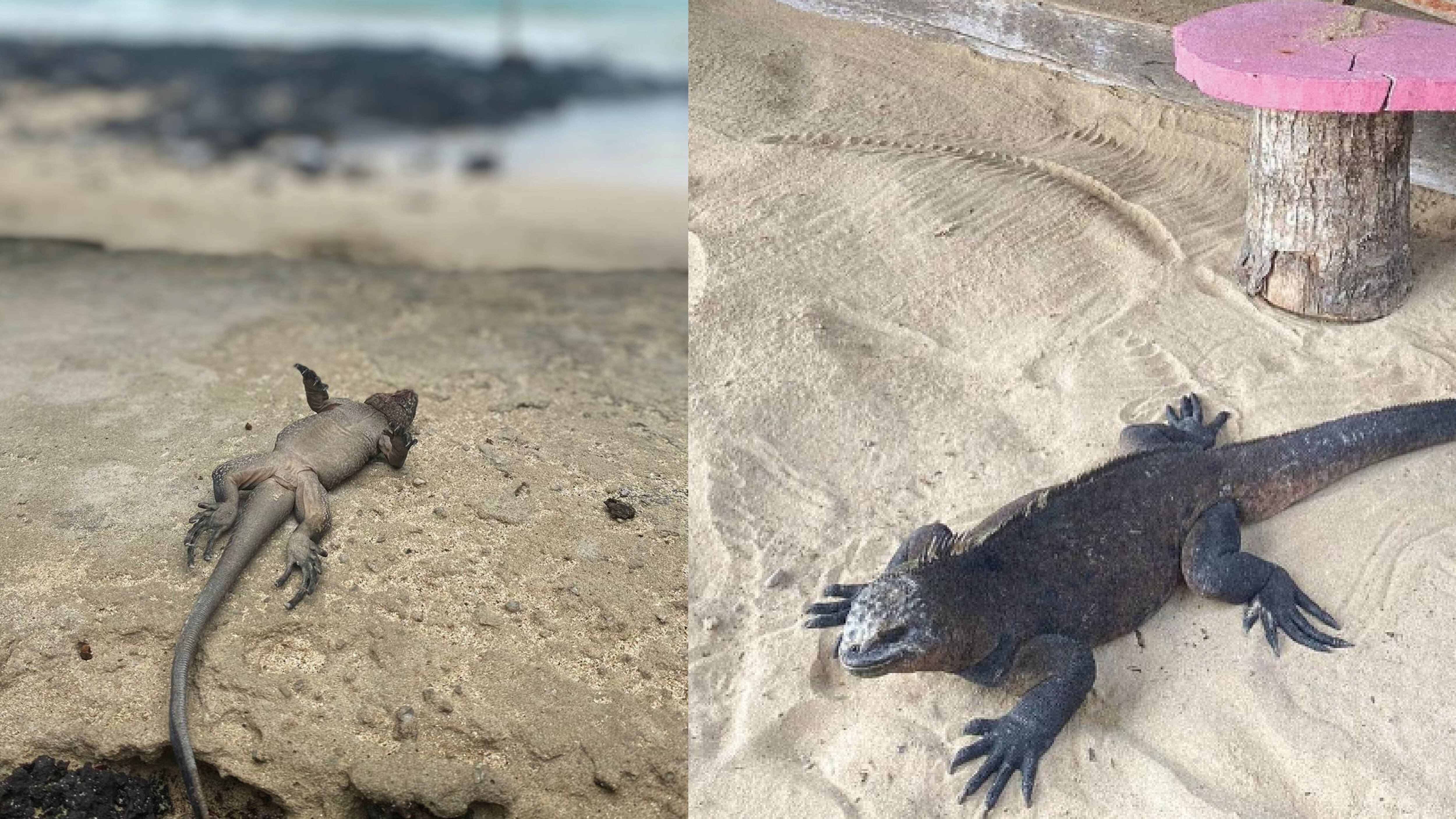 ¡Las están matando! Perros y gatos domésticos y ferales cazan a iguanas de la Isla Isabela, Galápagos