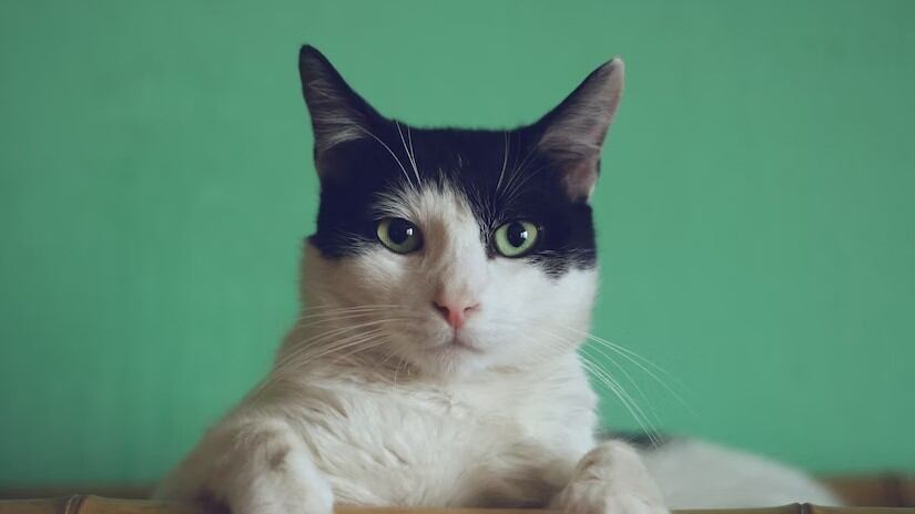 Los gatos tienen la capacidad de escabullirse muy fácilmente