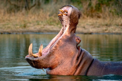 Un capricho de Pablo Escobar lleva a Colombia a optar por la eutanasia para 80 hipopótamos