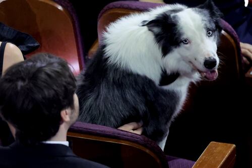 Messi, el perro de ‘Anatomía de una caída’, que esperaba su Óscar