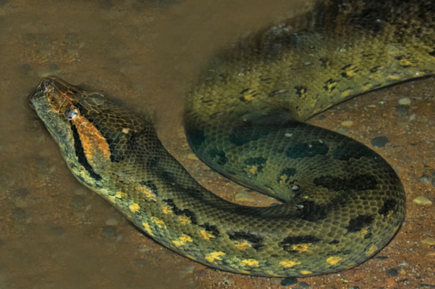 La cabeza como la de un humano, la increíble especie de anaconda que