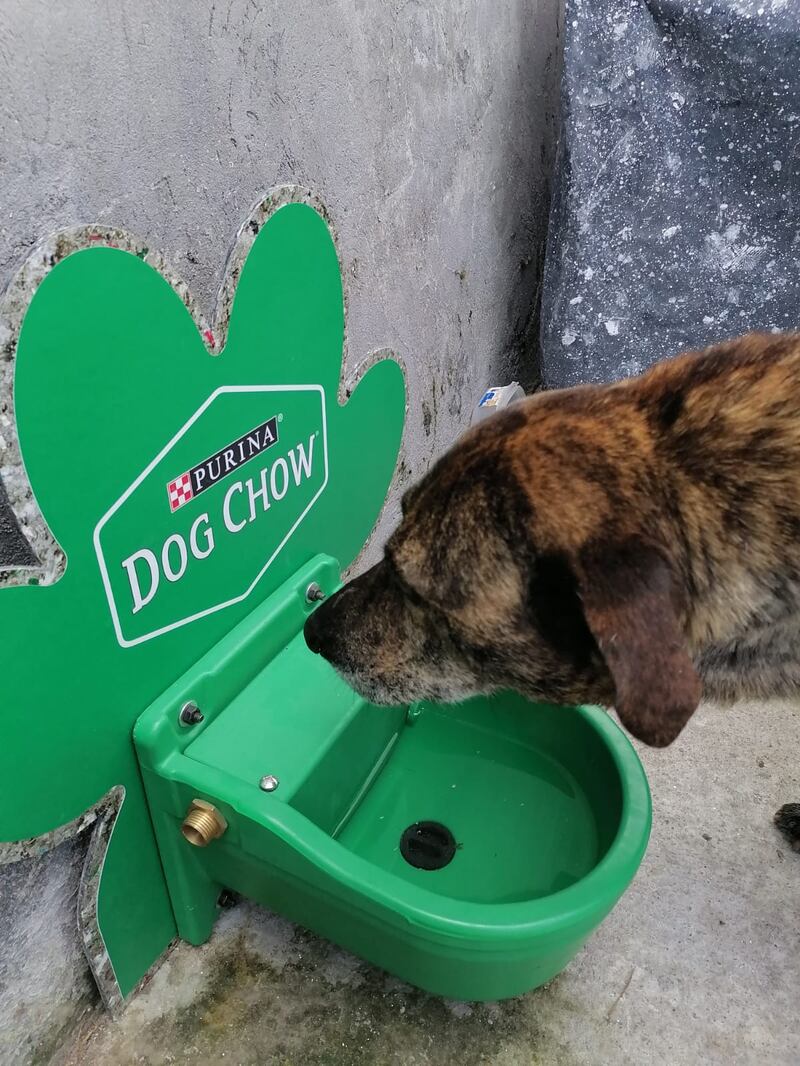 Manchas feliz con su donación de Dog Chow de Nestlé