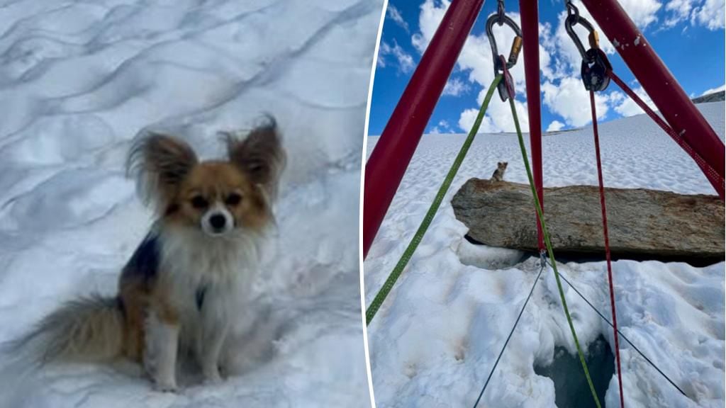 Chihuahua guía a rescatistas hacia su dueño atrapado en un glaciar en Suiza