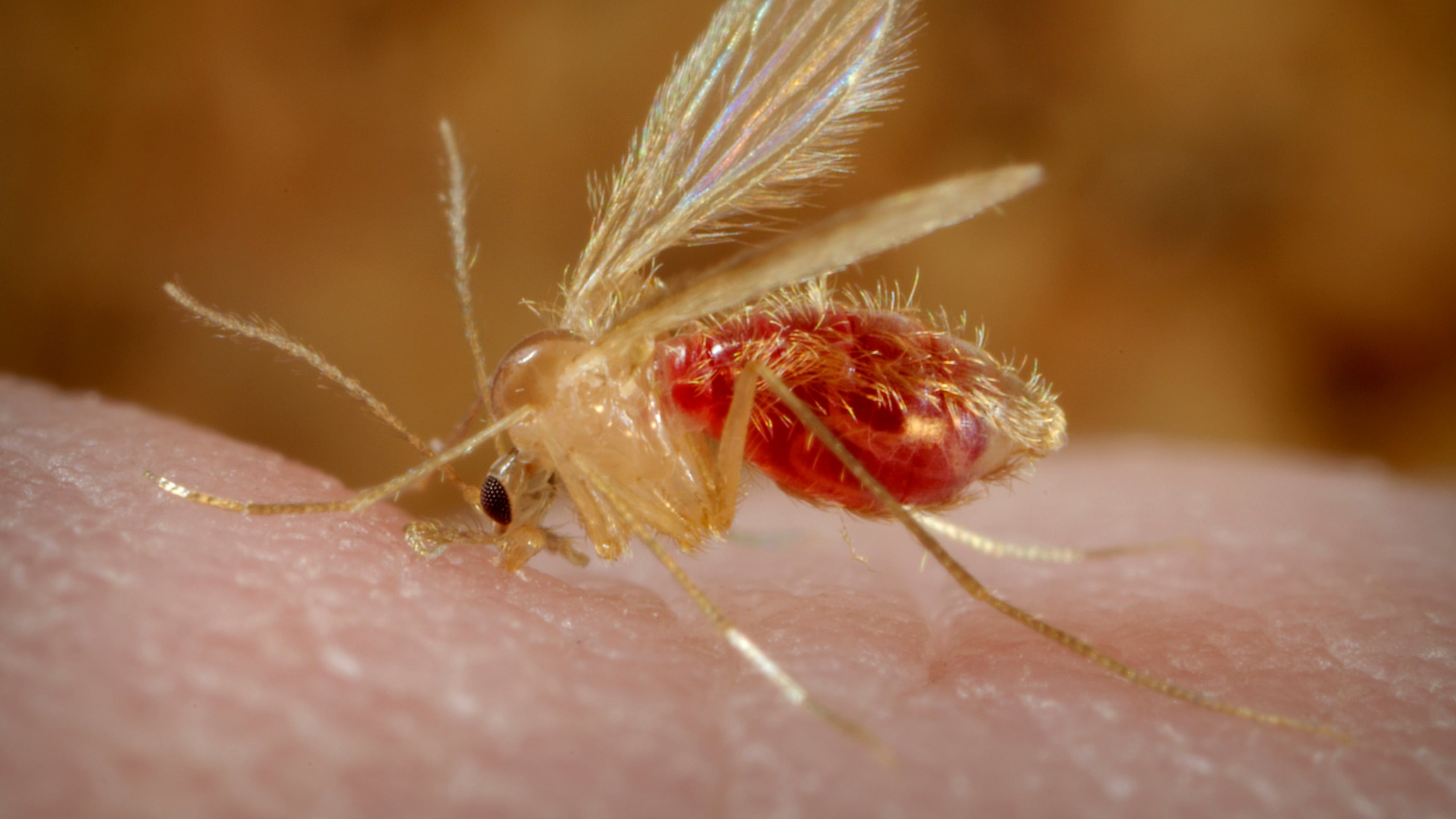 Oropouche, un virus sin vacuna en América Latina cobró sus primeras víctimas