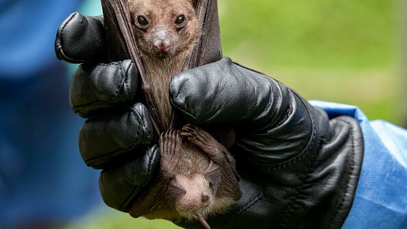 No existe autorización para tratamiento o vacunas