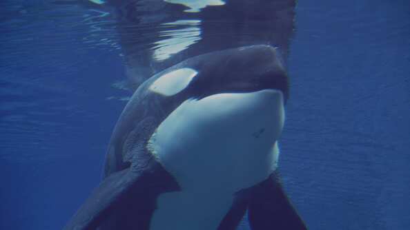 Kiska, la orca más triste del mundo falleció.