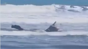 VIDEO: Cocodrilo fue captado nadando en la playa Valdivia, Santa Elena - Fuente: Video de X